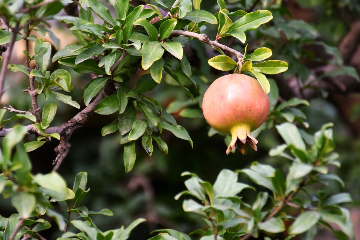 海上之桥，桥边有花