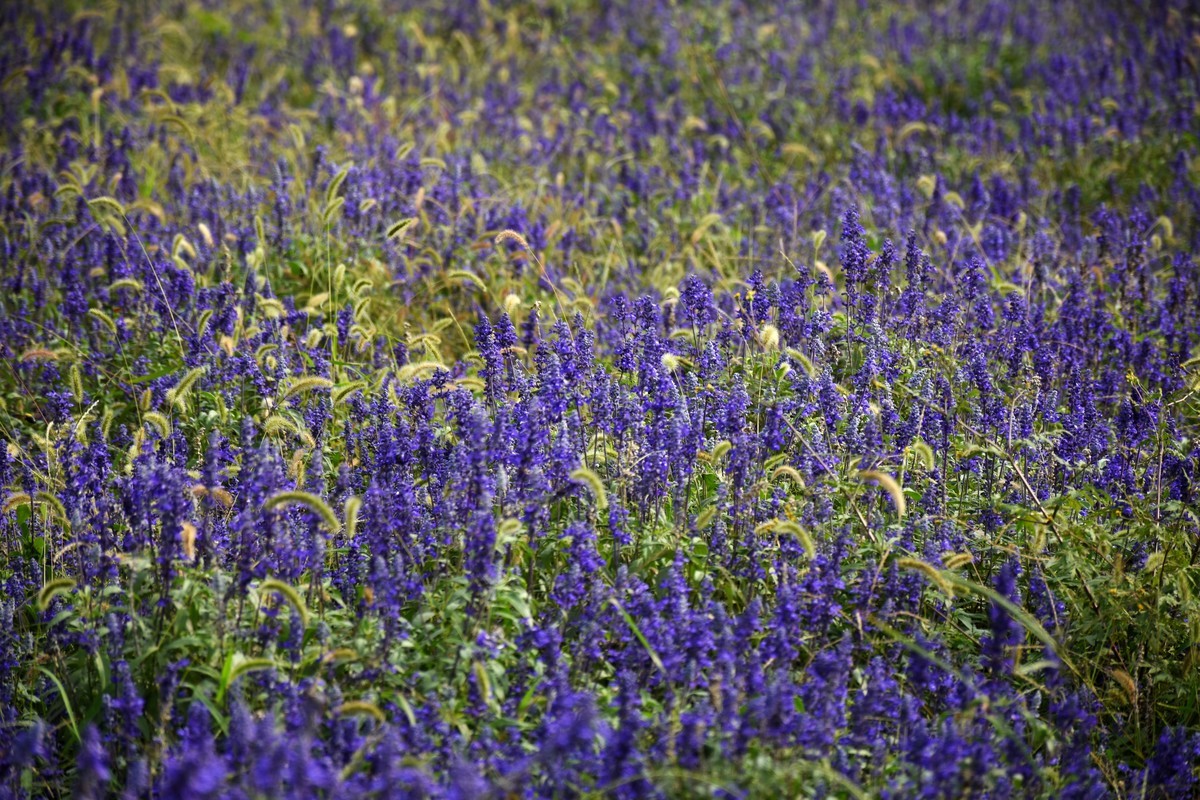 海上之桥，桥边有花