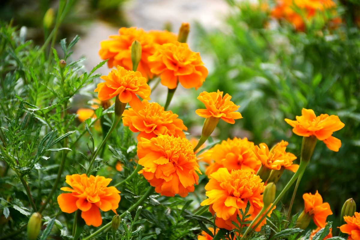 海上之桥，桥边有花