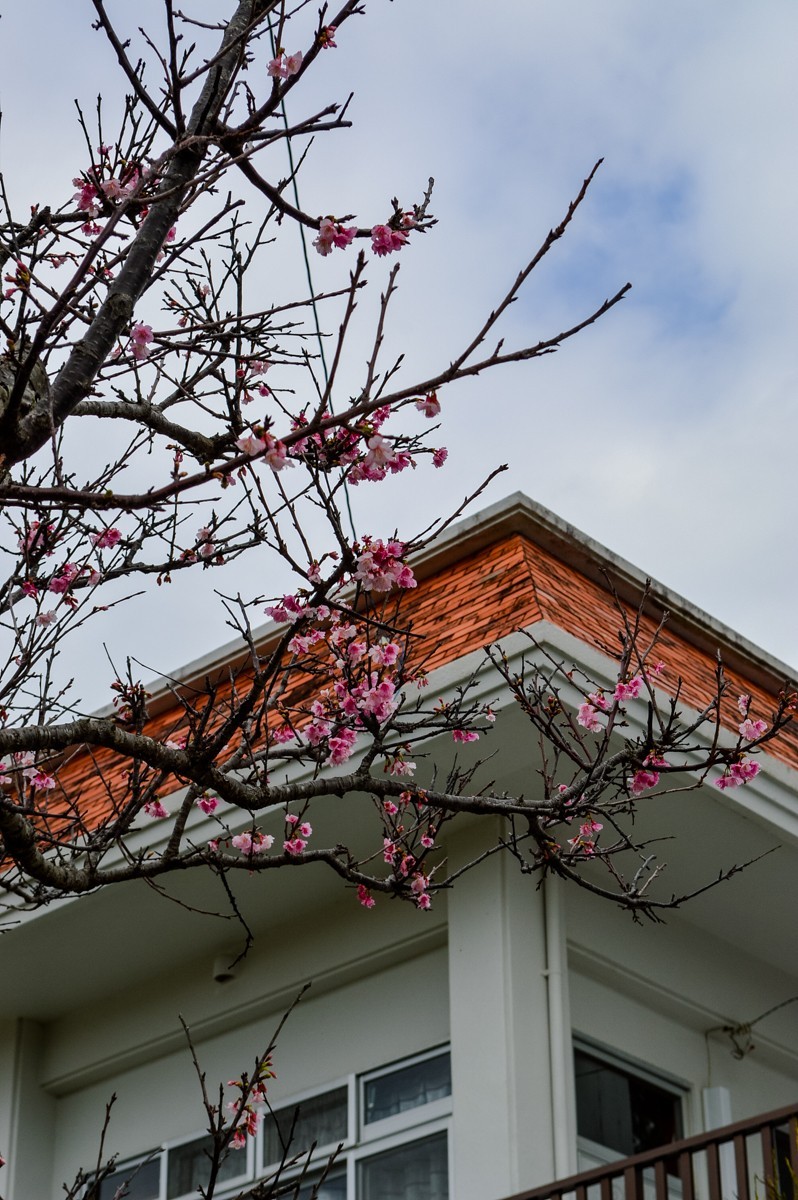 2016年冲绳游拍-33