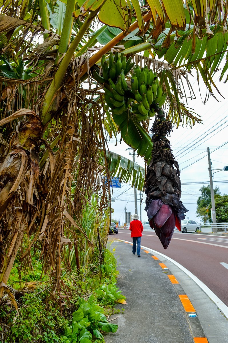 2016年冲绳游拍-33