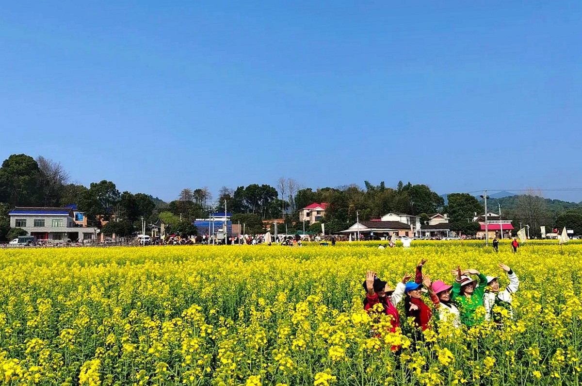 油茶花系列--五福村花海6