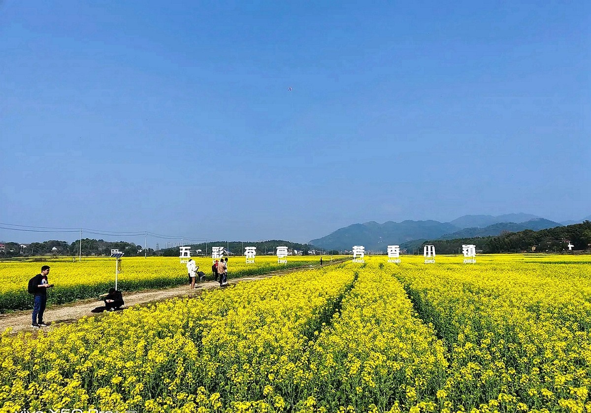 油茶花系列--五福村花海6