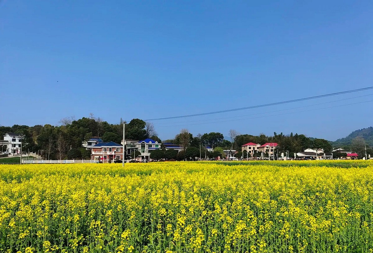 油茶花系列--五福村花海6