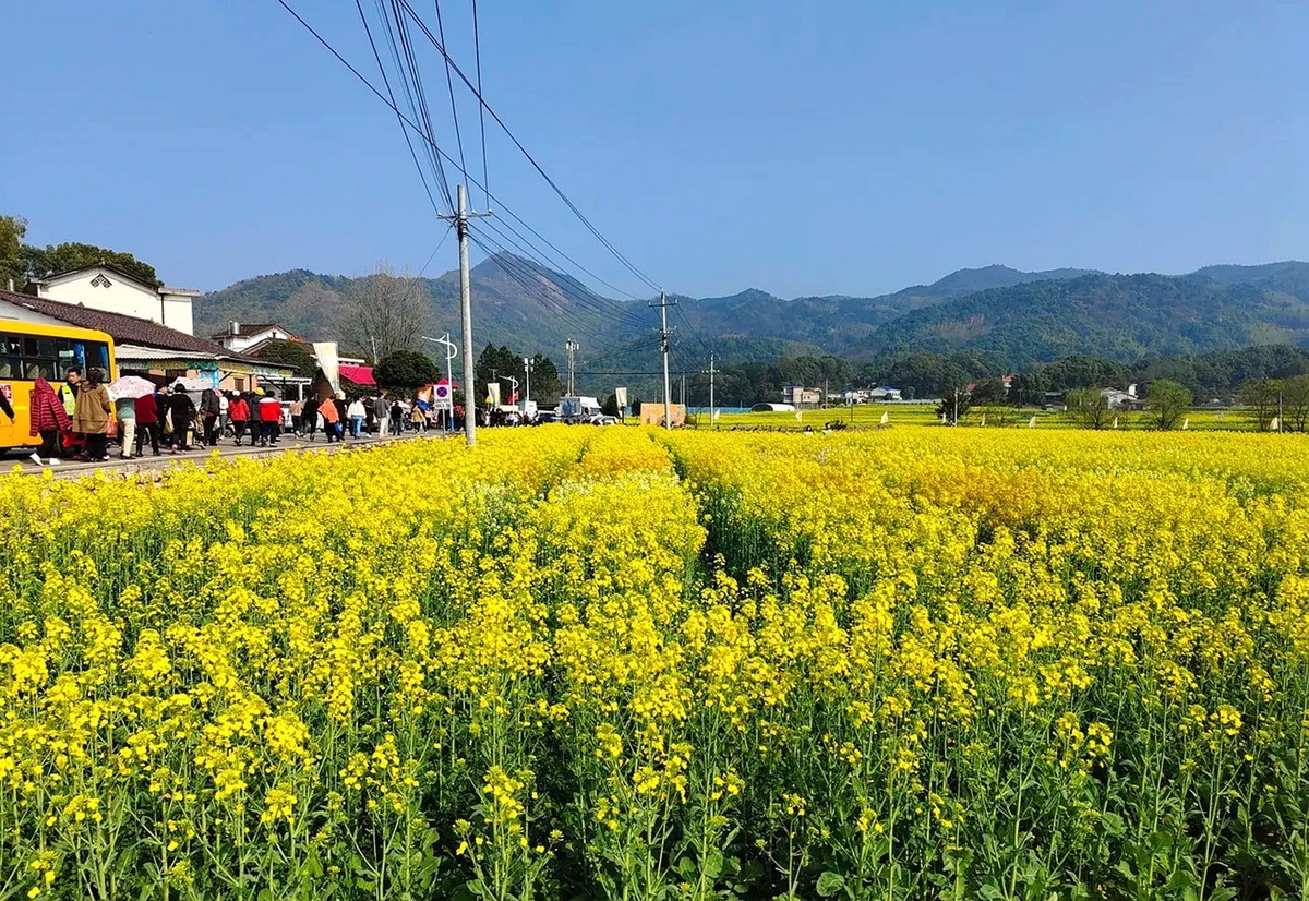 油茶花系列--五福村花海6