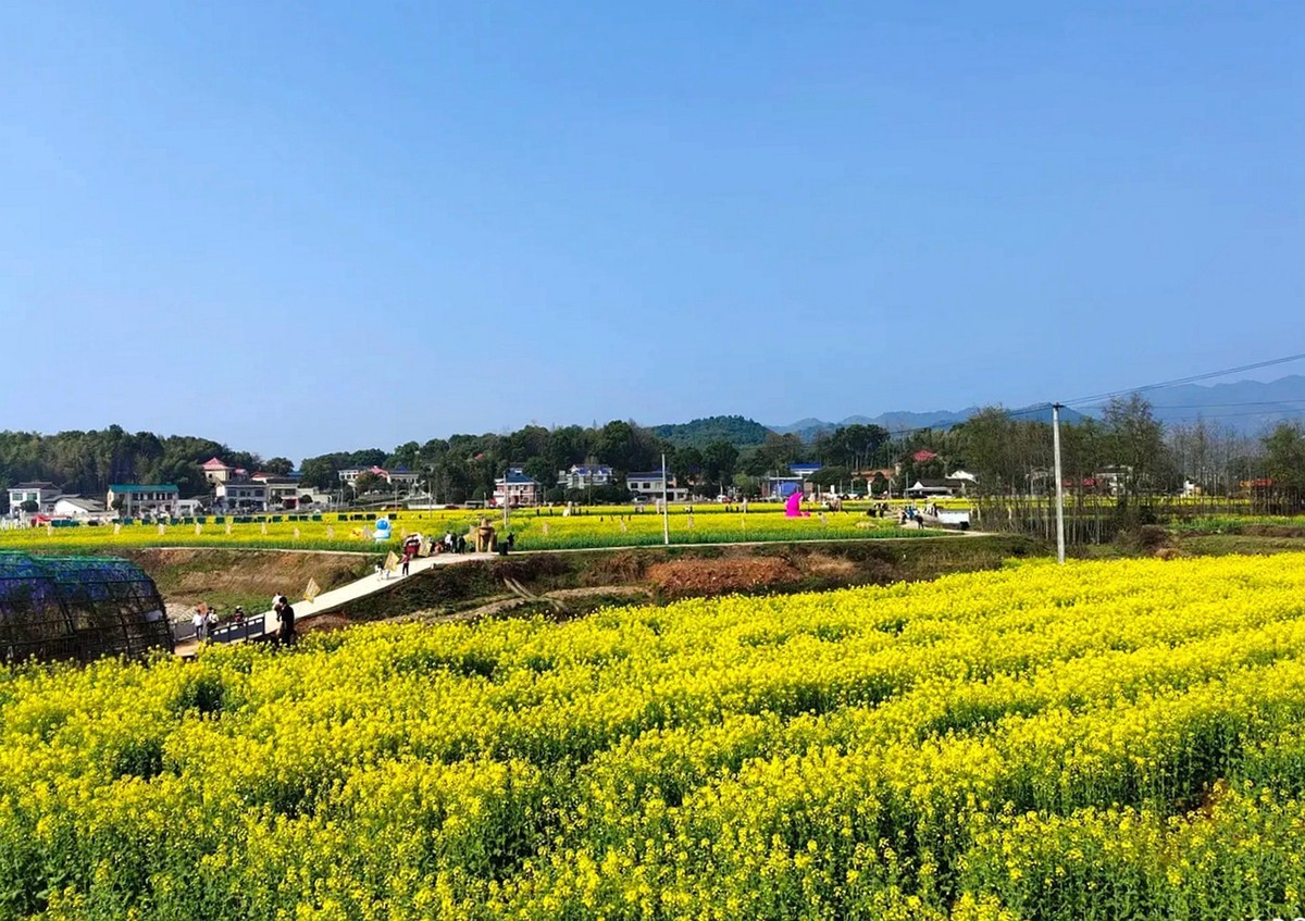 油茶花系列--五福村花海6