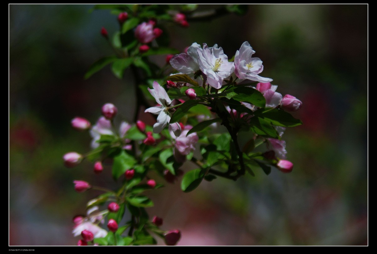 小区里的海棠花