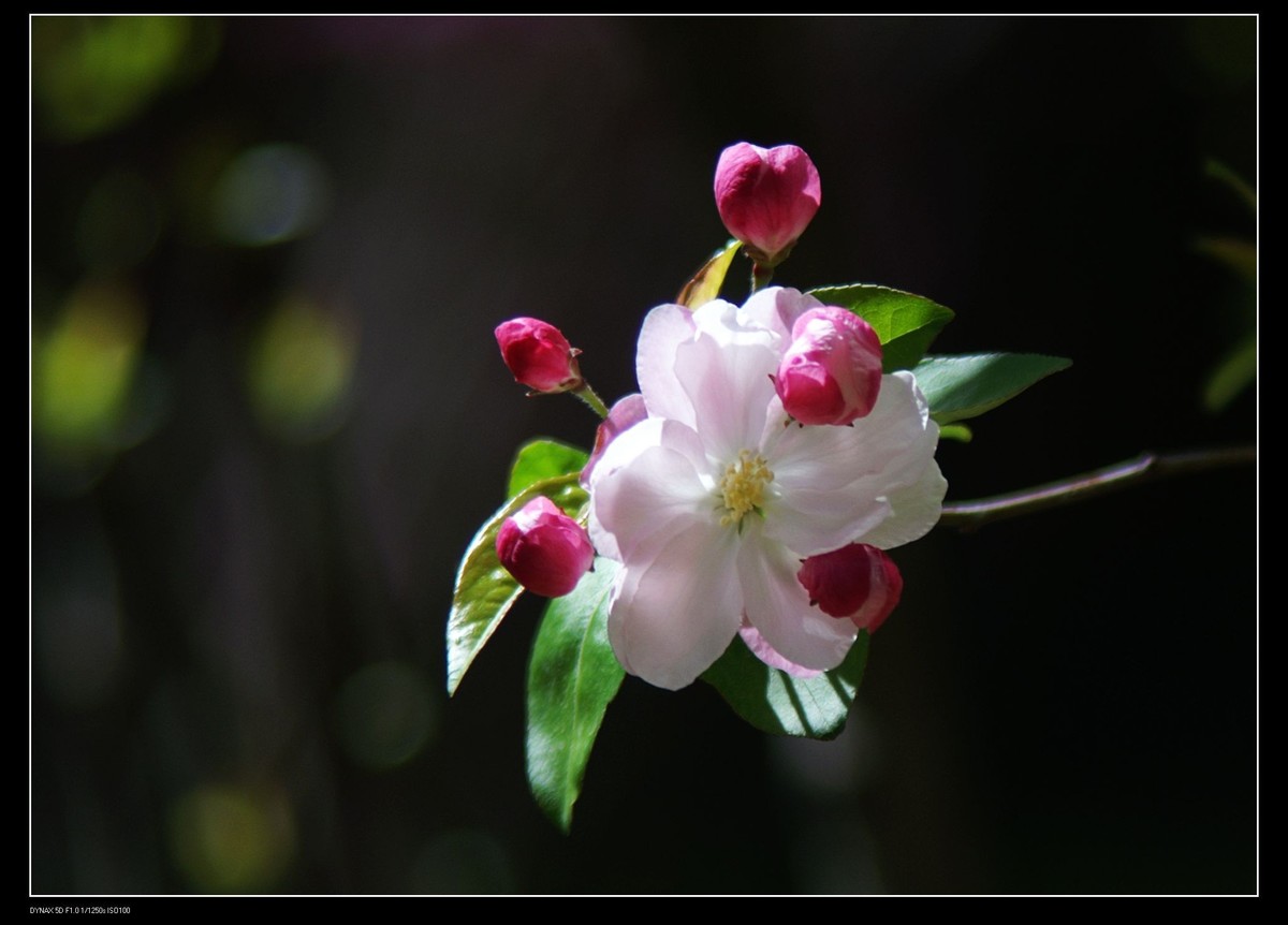 小区里的海棠花