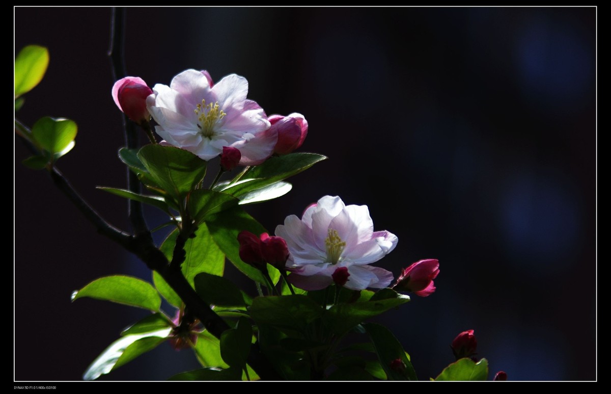小区里的海棠花