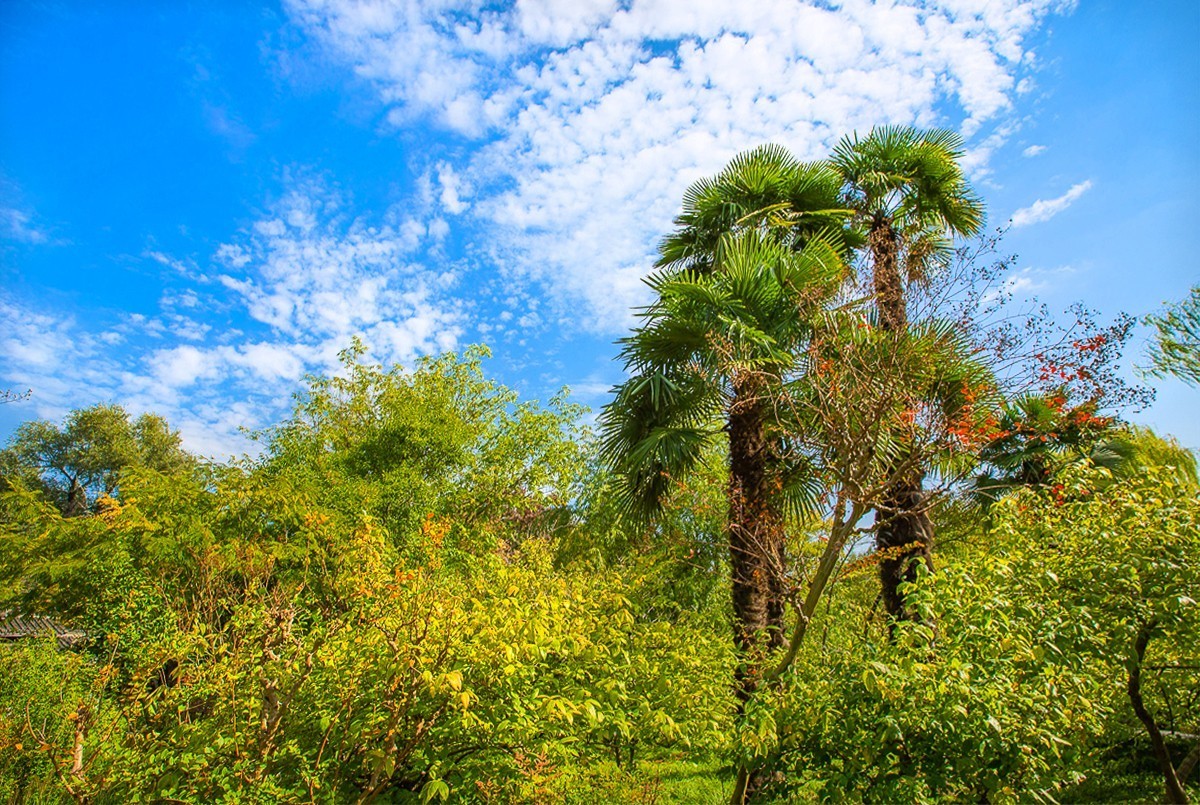 2023-06-21扬州盆景园（二）