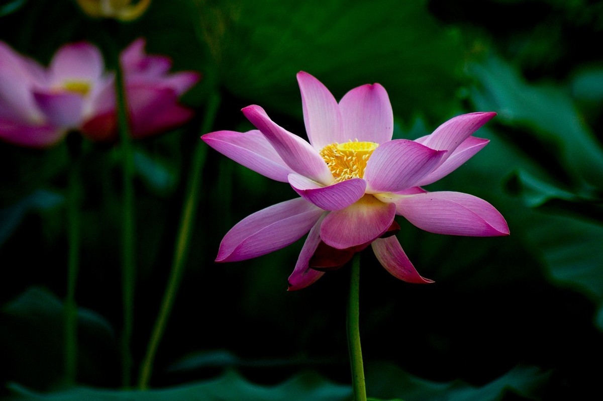 夏日——为荷而来（二）