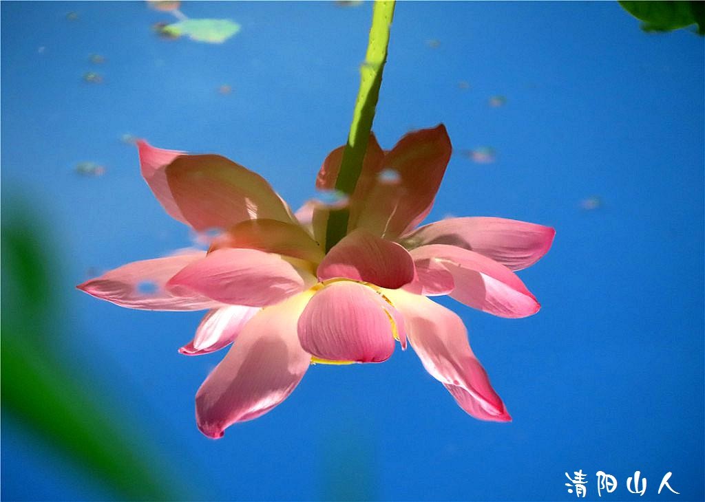 宝清县花卉{金水湾荷花 2}清阳山人