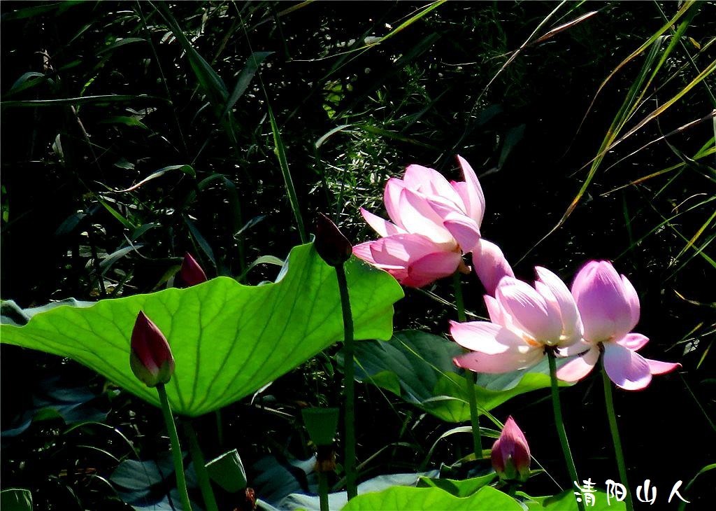 宝清县花卉{金水湾荷花 2}清阳山人