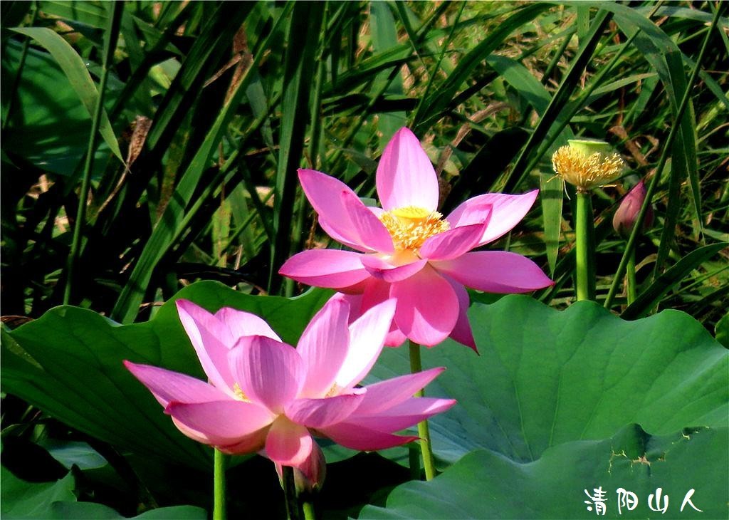 宝清县花卉{金水湾荷花 2}清阳山人
