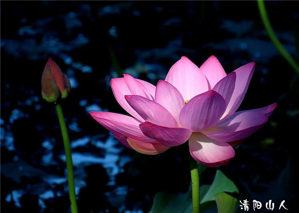 宝清县花卉{金水湾荷花 2}清阳山人