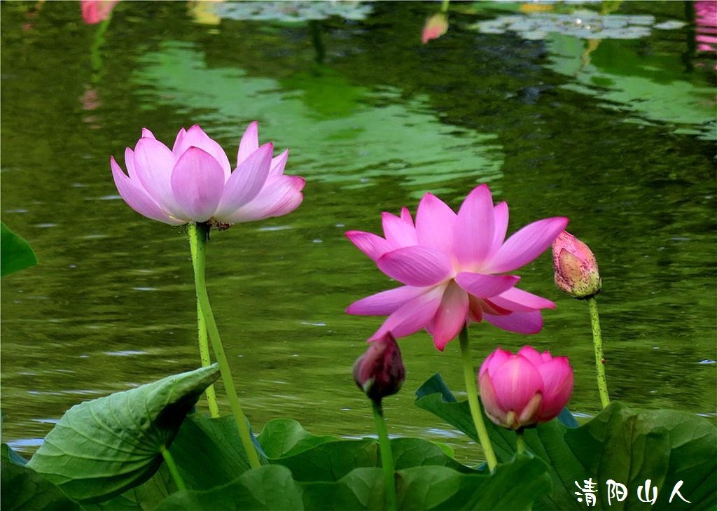 宝清县花卉{金水湾荷花 2}清阳山人