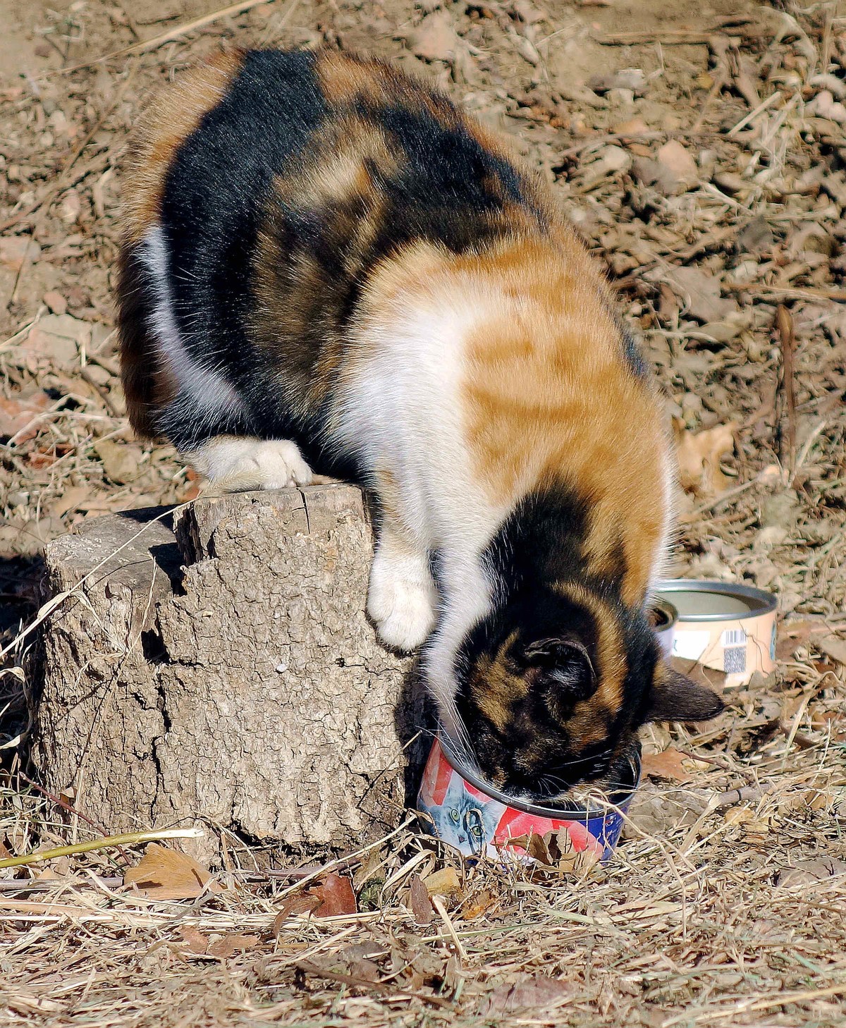 觅食的花猫