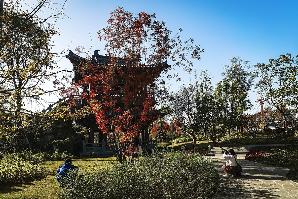 成都初冬 · 暖阳下的易园、蜀园