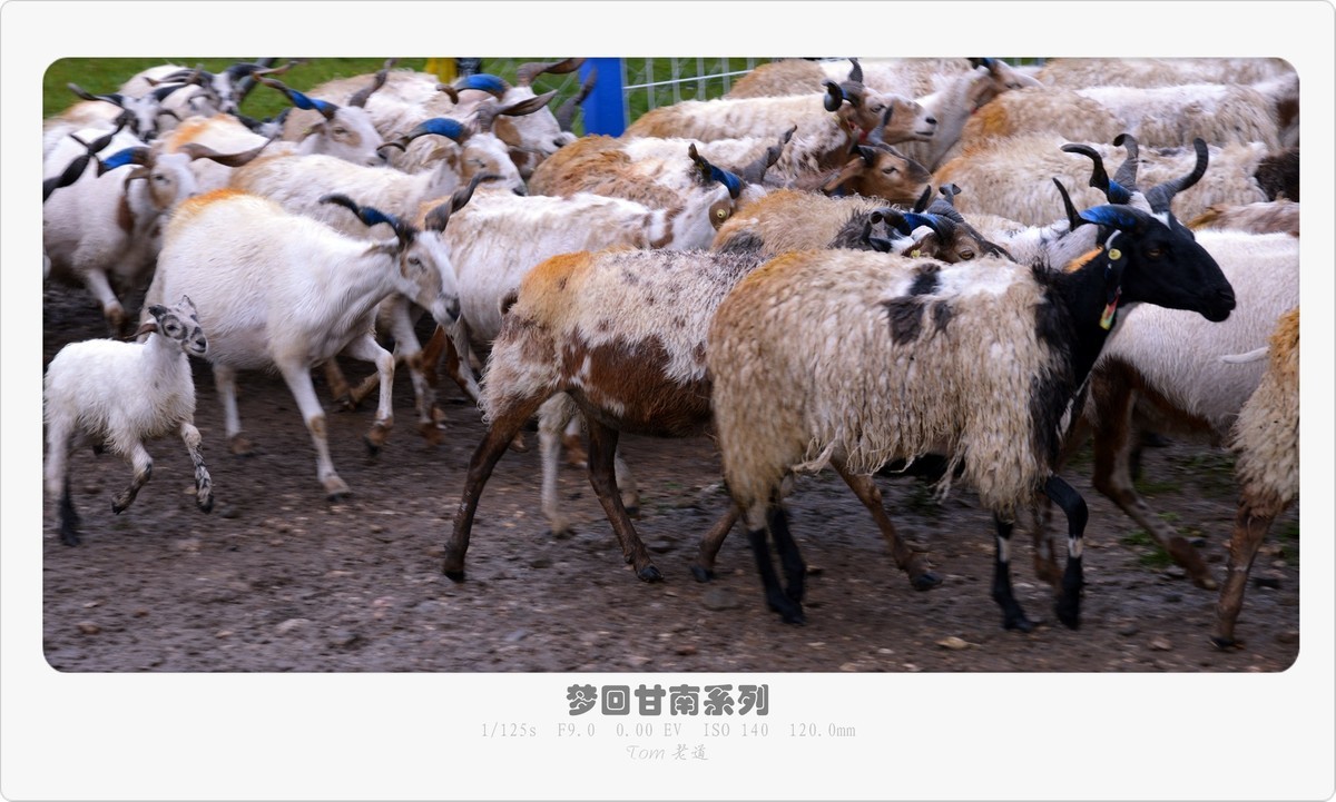 梦回甘南系列！