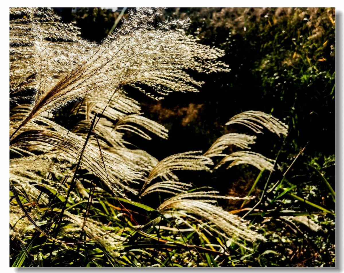 金银湖拾景（上海南翔）