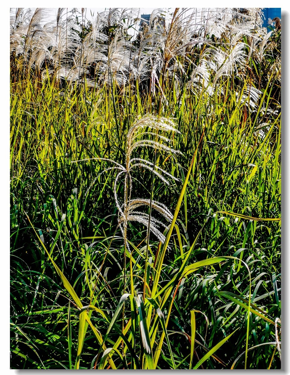 金银湖拾景（上海南翔）