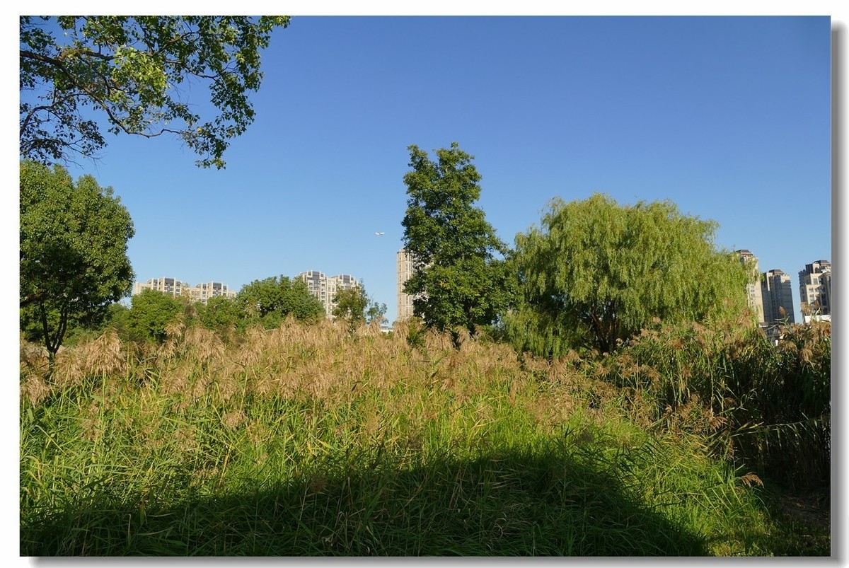 金银湖拾景（上海南翔）