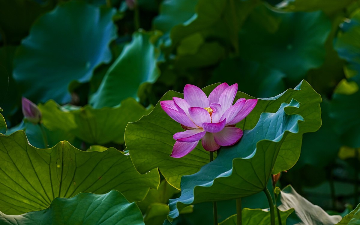 莲花池公园游拍20230629 《6》