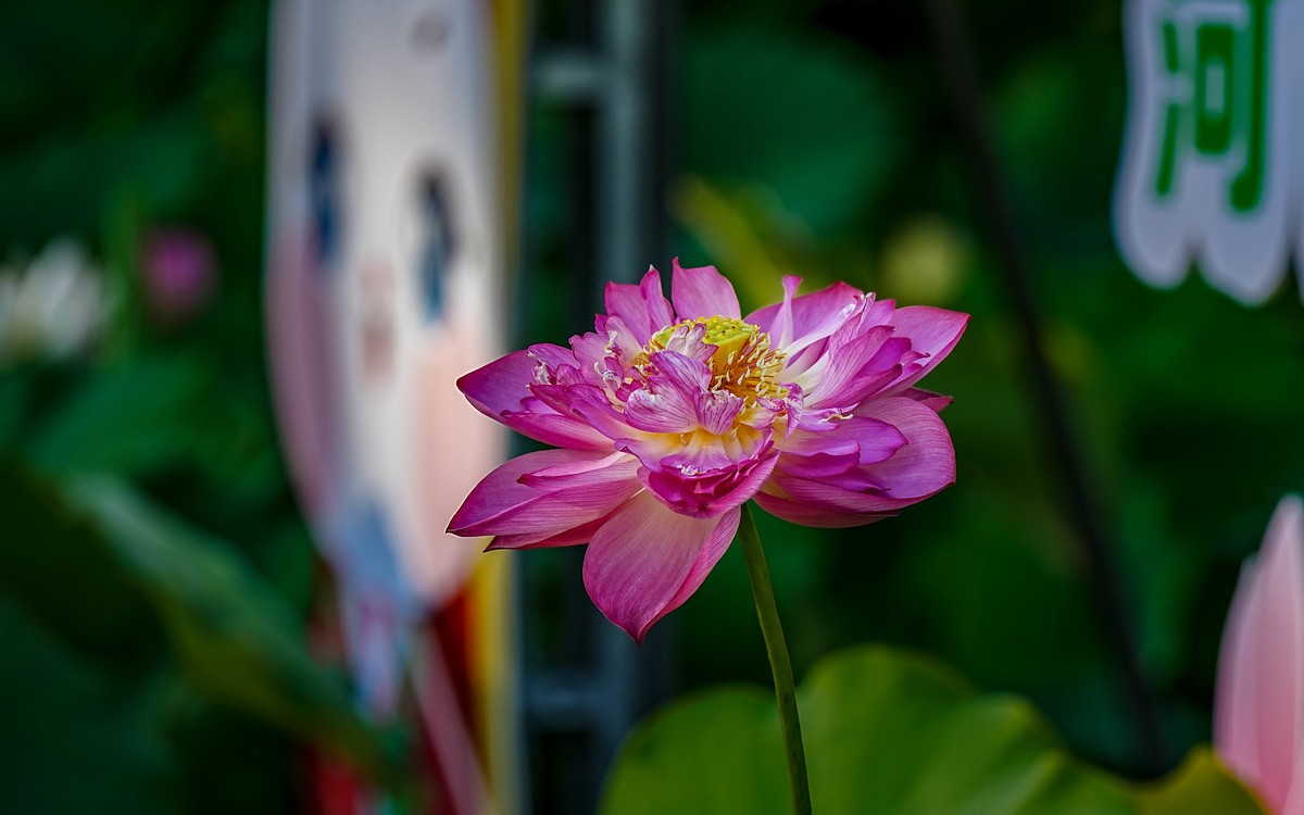 莲花池公园游拍20230629 《6》