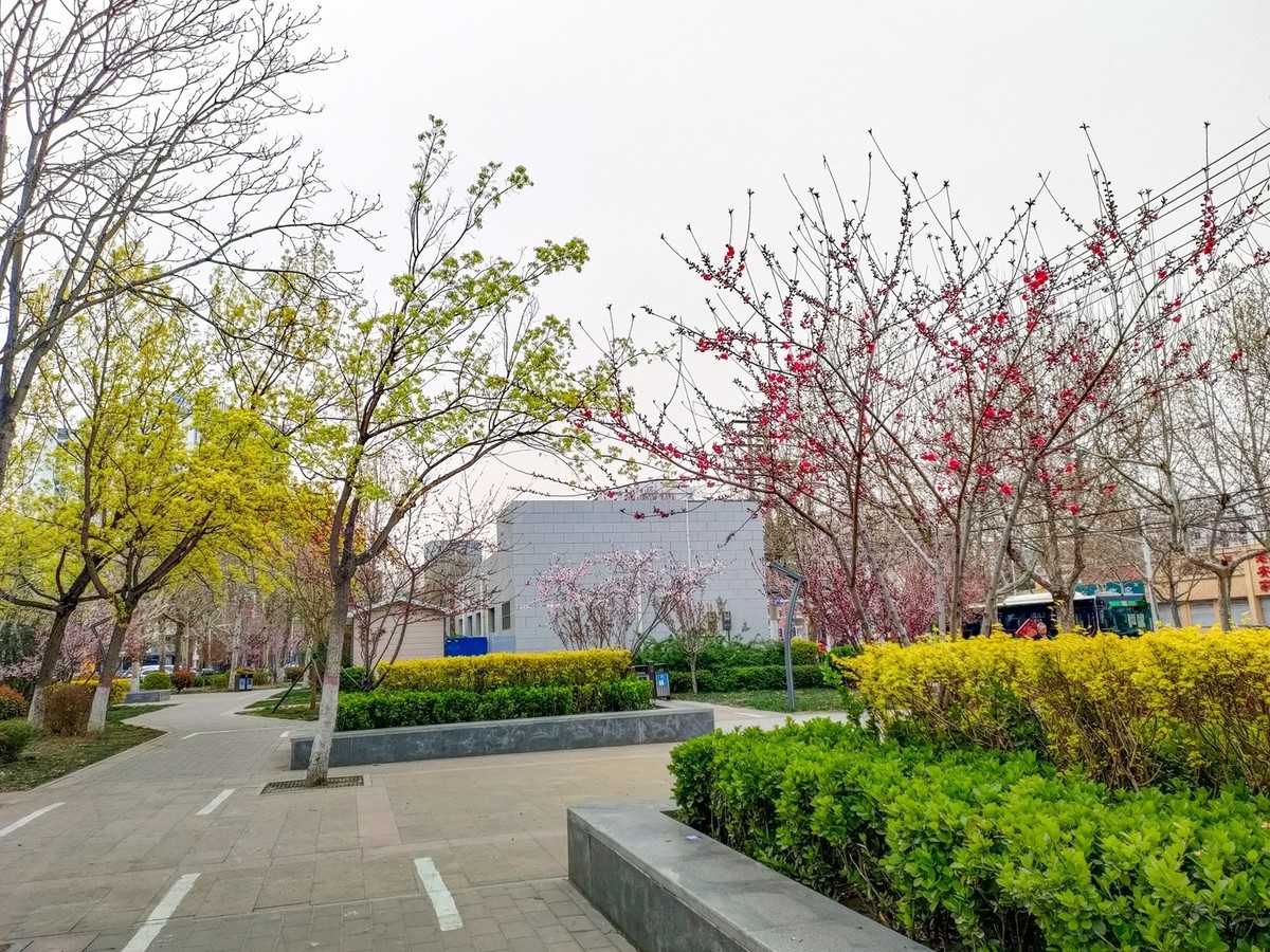 百花争艳—(手机拍摄)