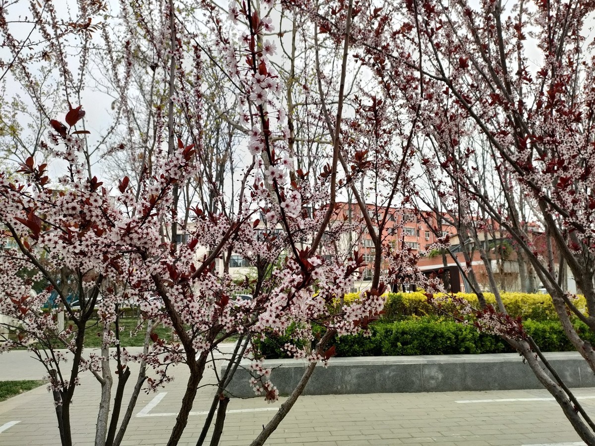 百花争艳—(手机拍摄)