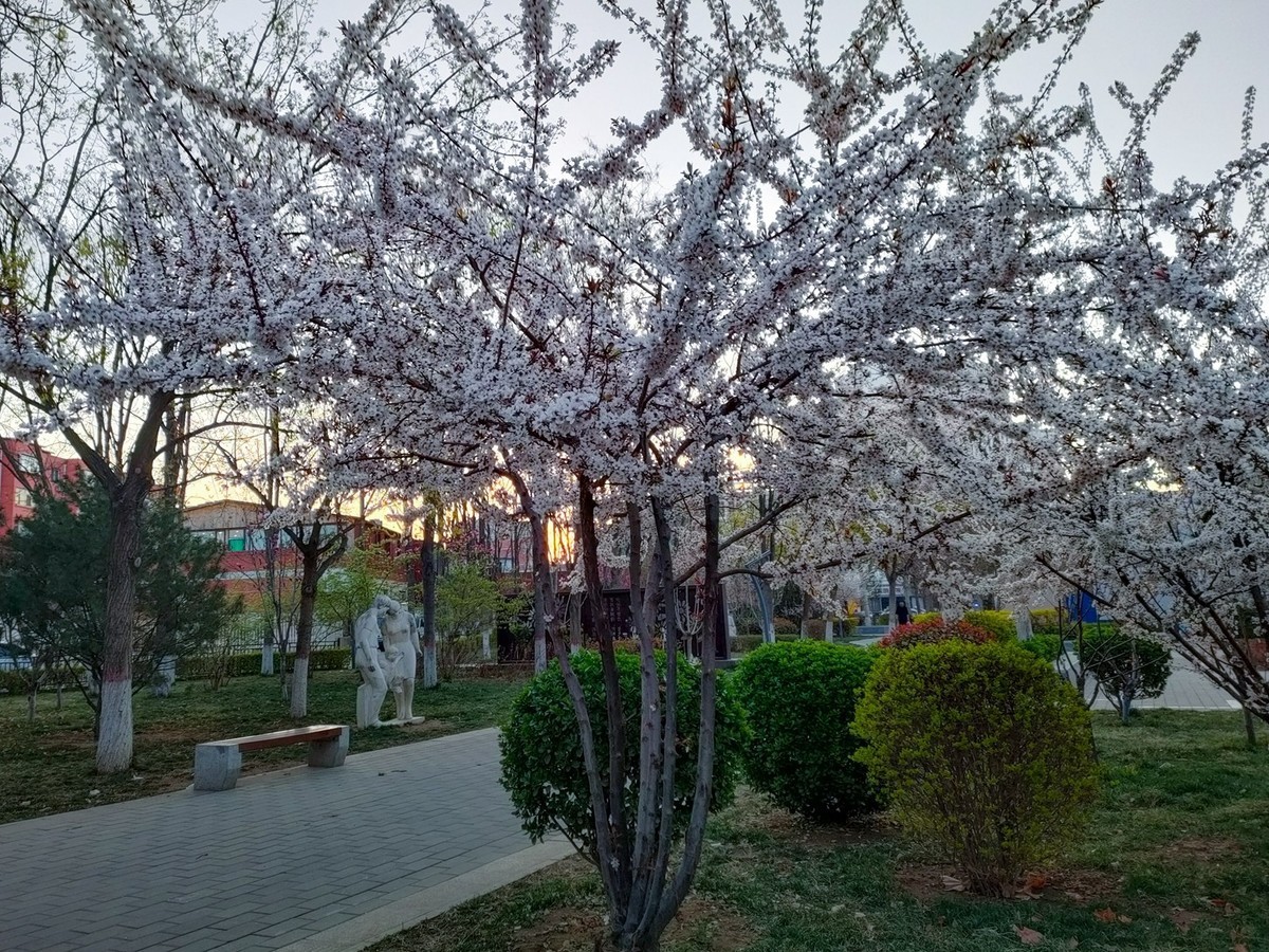 百花争艳—(手机拍摄)