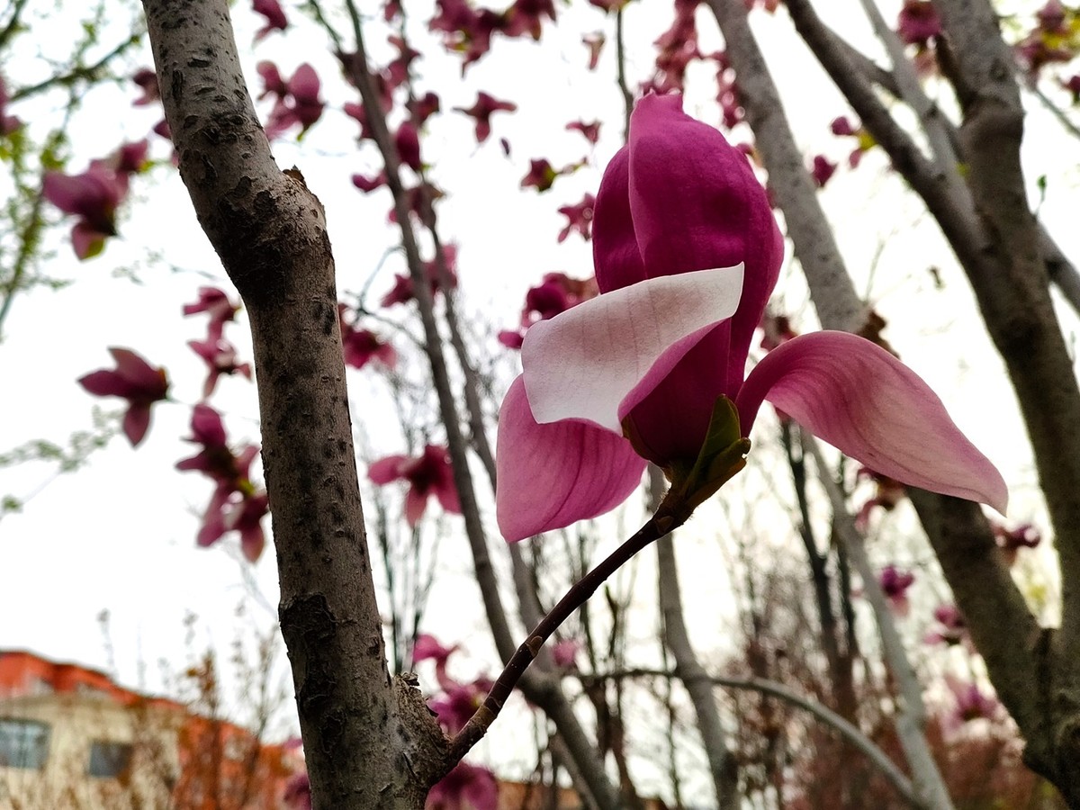 百花争艳—(手机拍摄)