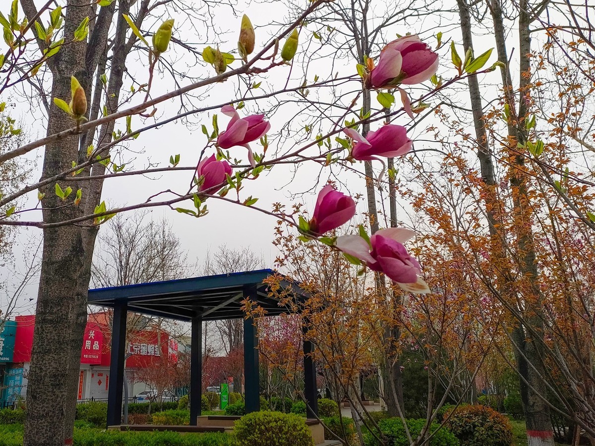 百花争艳—(手机拍摄)