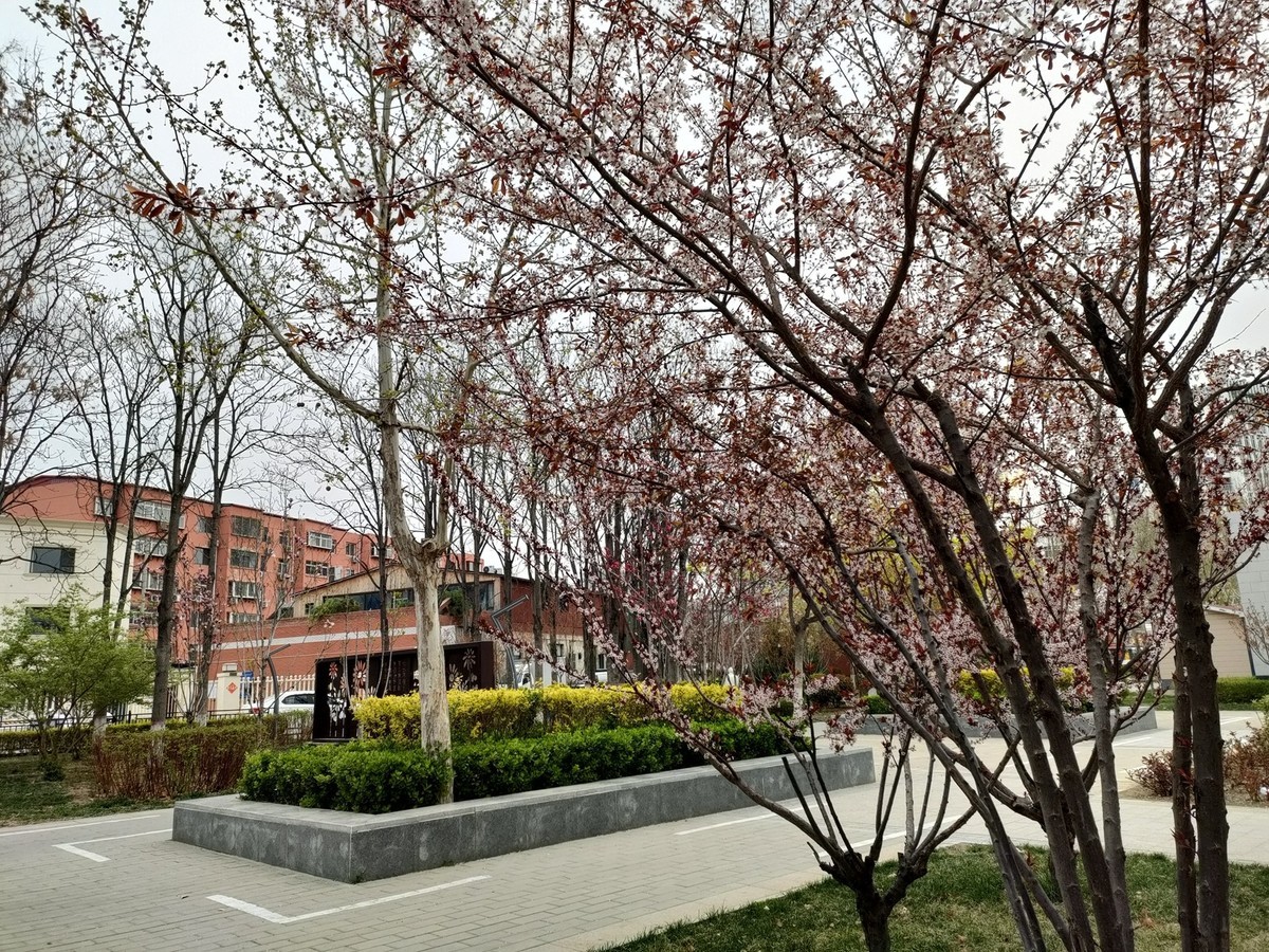 百花争艳—(手机拍摄)