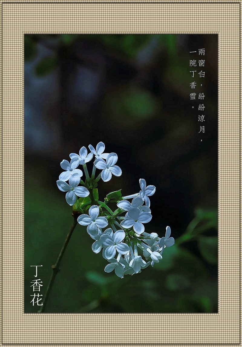 丁香花