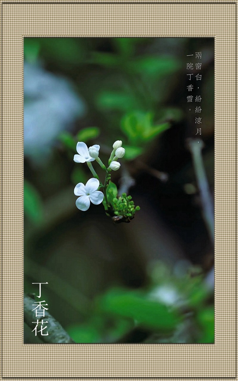 丁香花