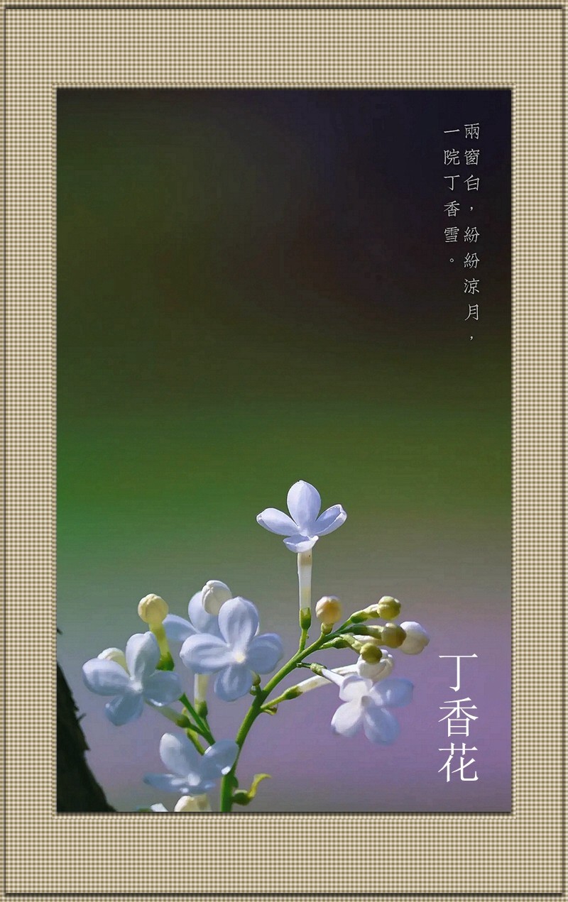 丁香花