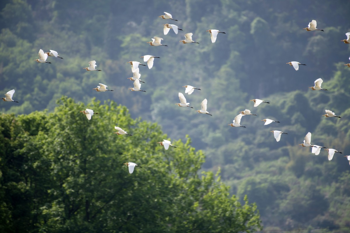 尼康D850+200-500拍白鹭