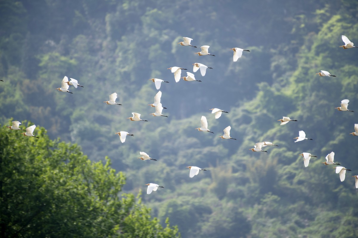 尼康D850+200-500拍白鹭