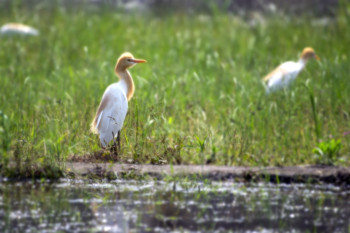 尼康D850+200-500拍白鹭