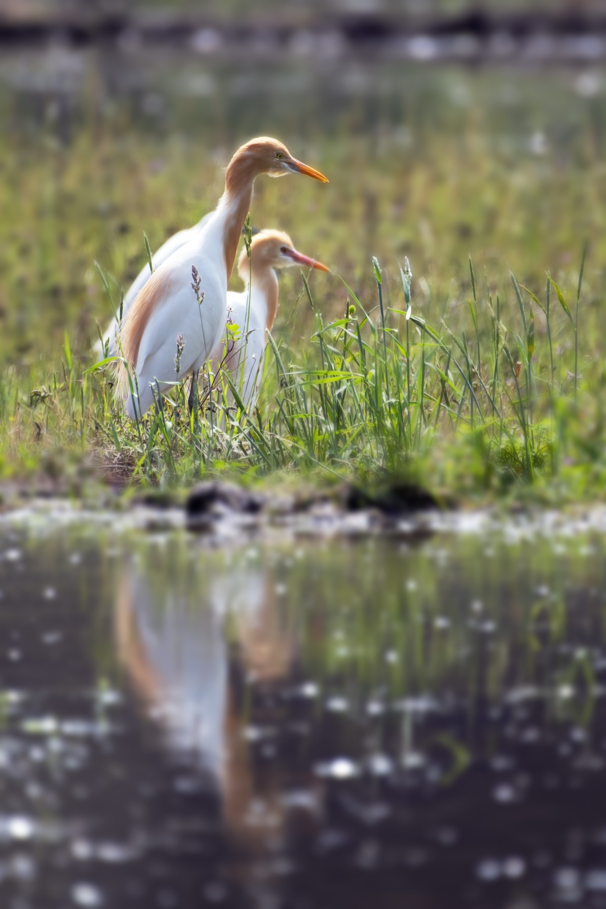 尼康D850+200-500拍白鹭