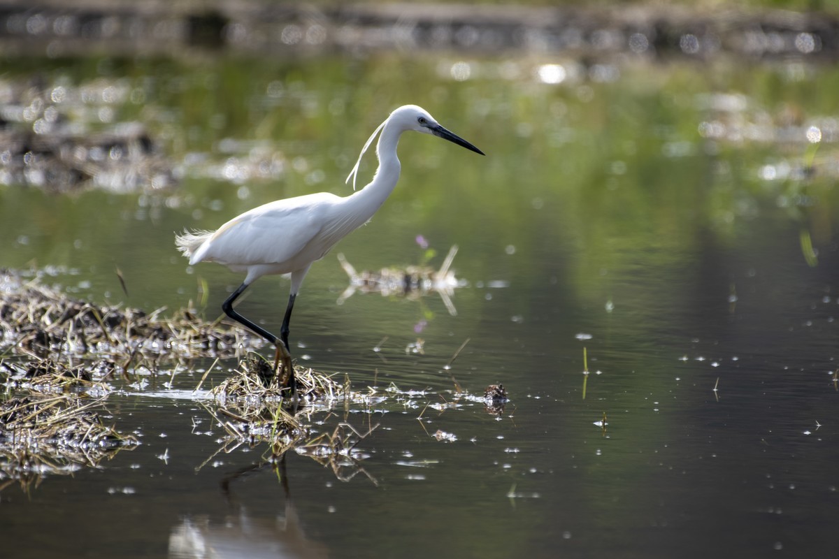 尼康D850+200-500拍白鹭