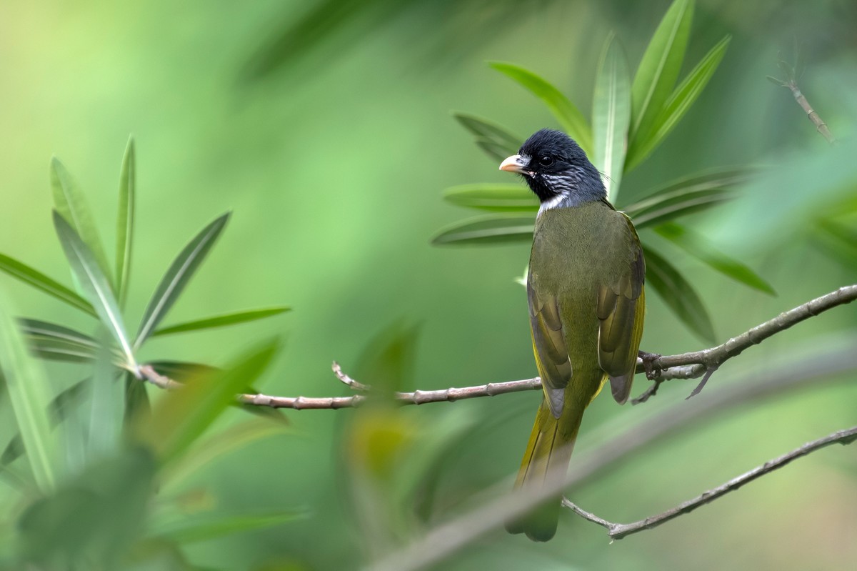 尼康D850+200-500拍的几种小鸟