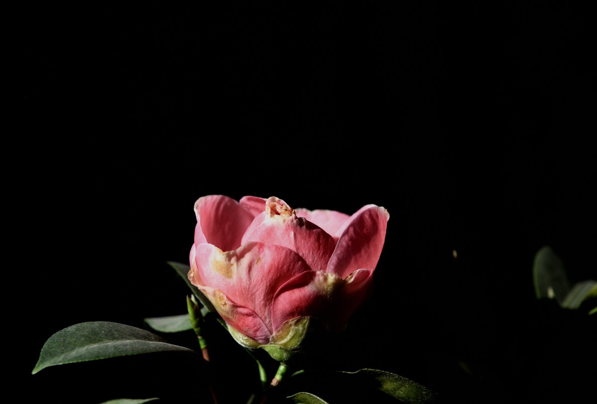 多肉、鸟儿与花