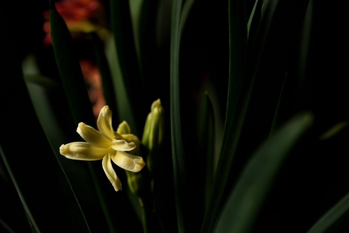 多肉、鸟儿与花