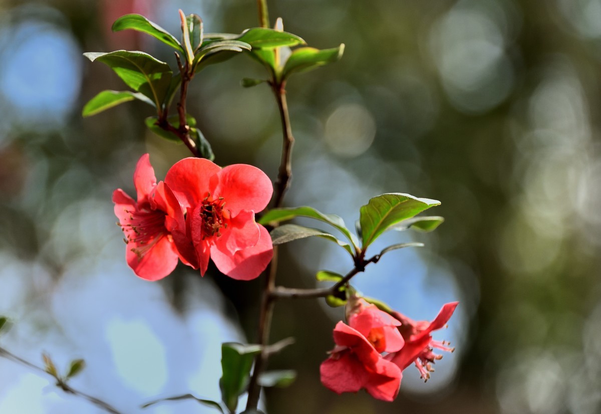 多肉、鸟儿与花