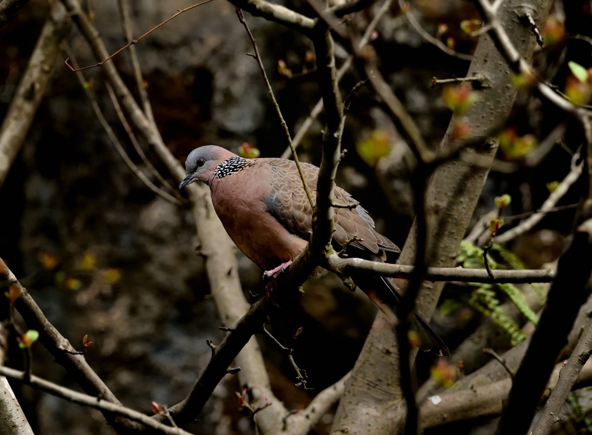 多肉、鸟儿与花