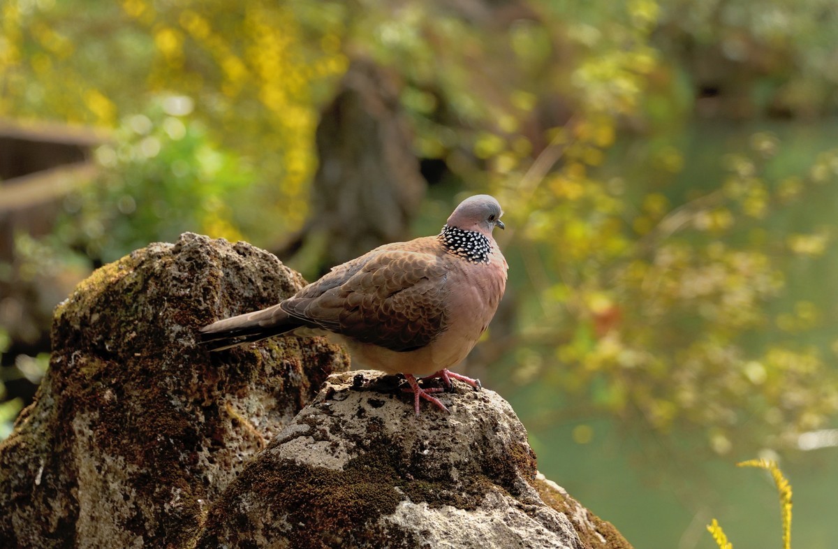 多肉、鸟儿与花