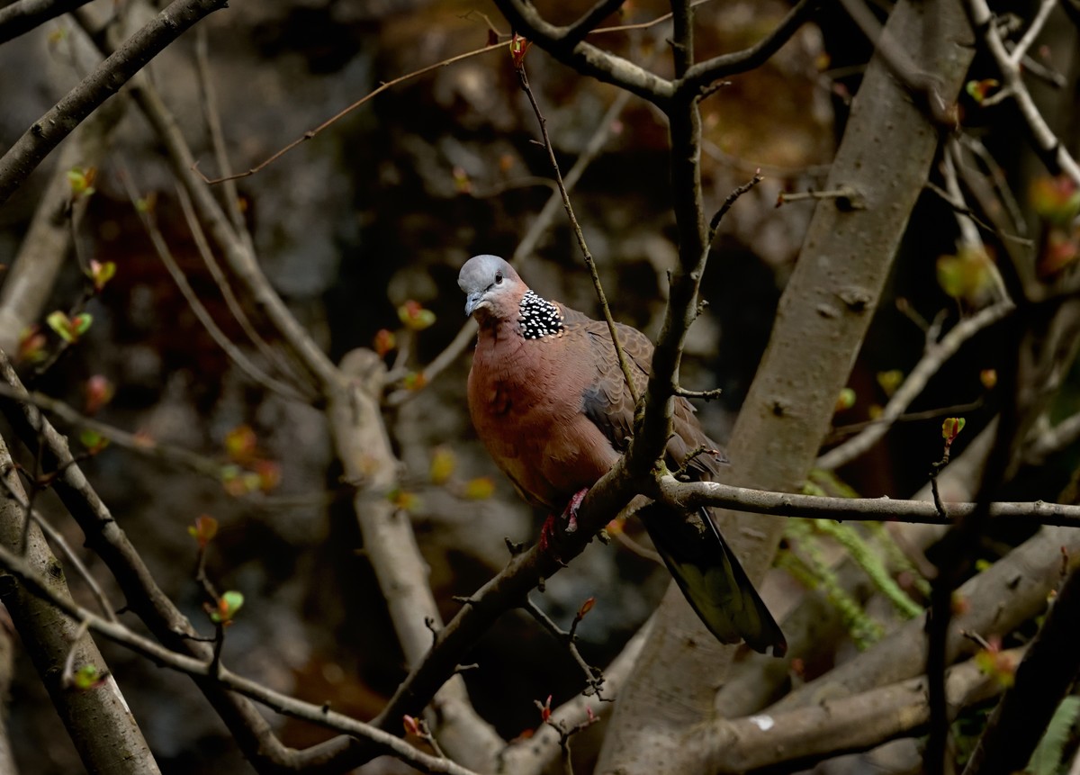 多肉、鸟儿与花