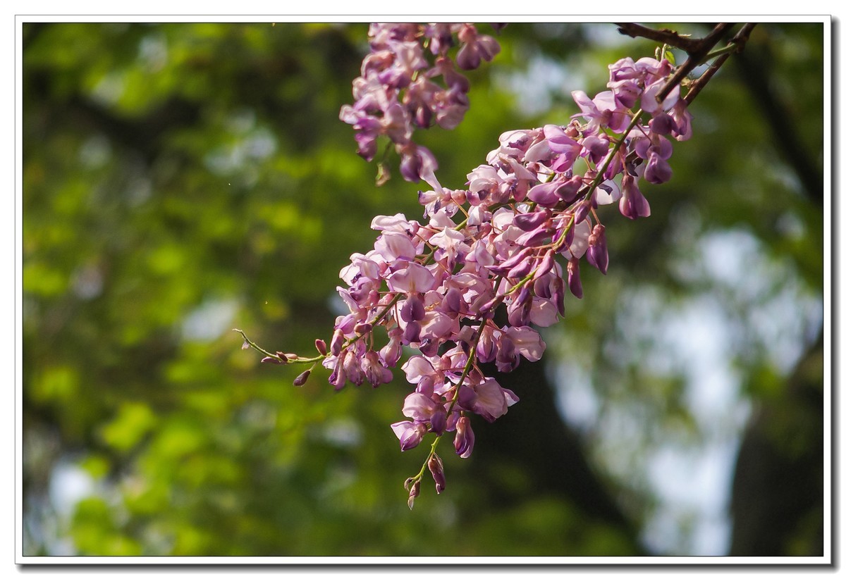 春日野外皆花香（奥林巴斯STYLUS 1拍摄）